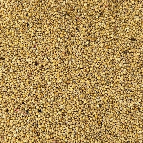 25 Kg Quinoa Seed
