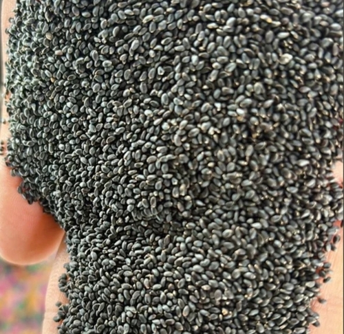 50 Kg Basil Seeds
