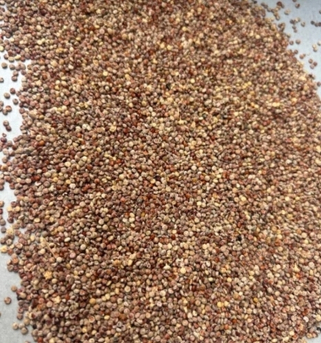 Red Quinoa Seeds
