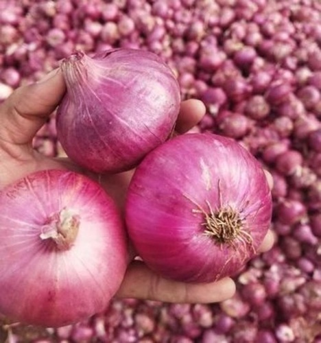 Export Nashik Onions