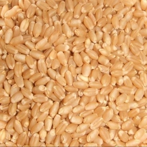 Natural Wheat Grain