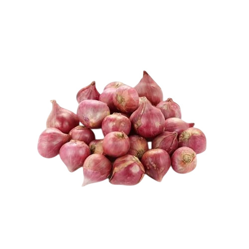 Shallot Onion