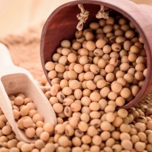 Soyabean Seeds