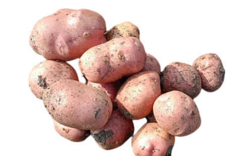 Sugar Free Potato