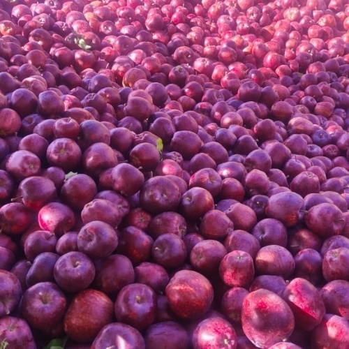 Fresh Delicious Apple