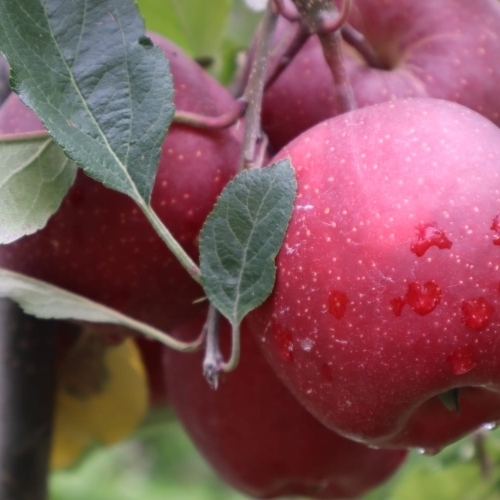 Fresh Organic Apple