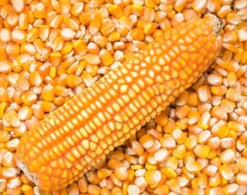 Maize Corn