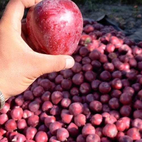 Organic Delicious Apple - Color: Red