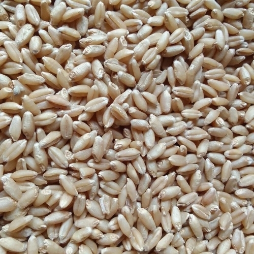 Wheat Grain