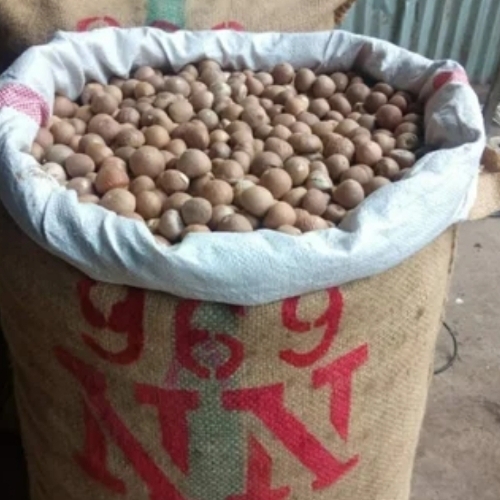 Betel Nut