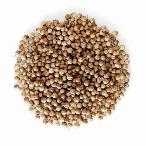 Coriander Hybrid Seeds