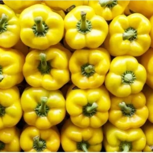 Fresh Yellow Capsicum