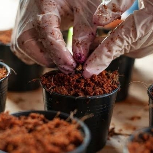 Agriculture Coconut Coir - Feature: Dust Free