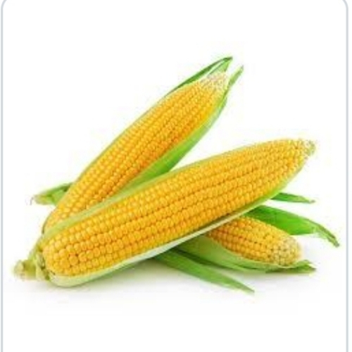 Corn