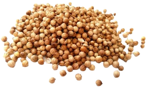 Fresh Coriander