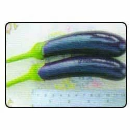 Hybrid brinjal 