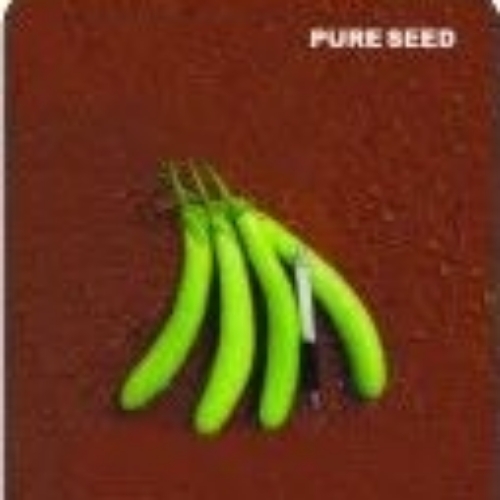 Hybrid brinjal seeds