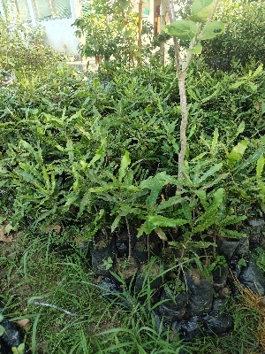 Macadamia Nut - Color: Green