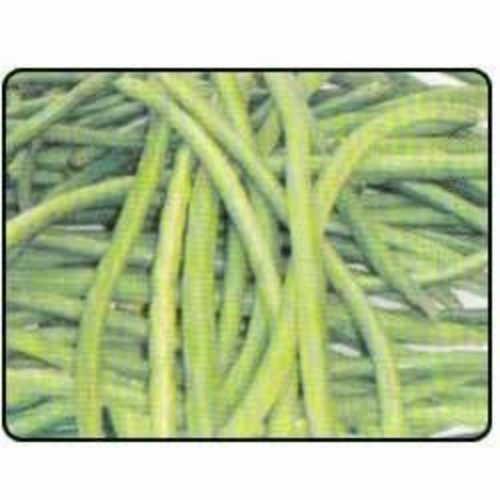 Research cowpea
