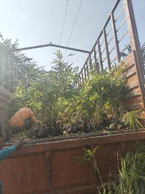 Tulda Bamboo Plant - Size: 2 Feet