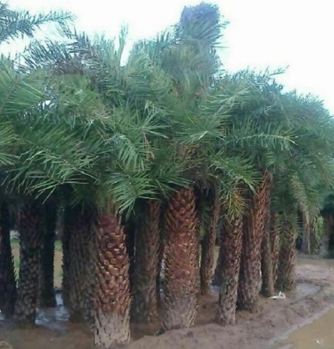 Date Palm Tree
