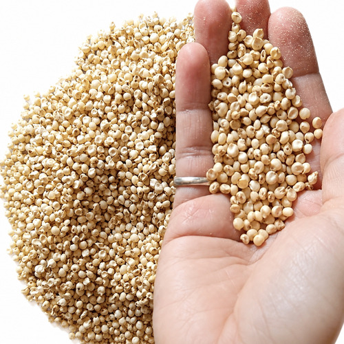 Jowar Niddhi