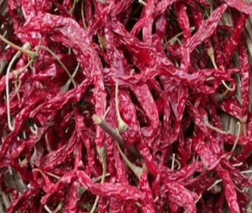 Syngenta 5531 Dry Red Chilli
