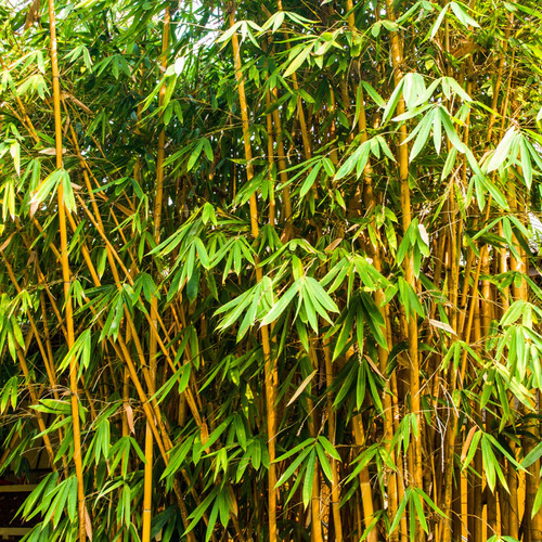 Bamboo Plant - Breed: .....................................................................................
