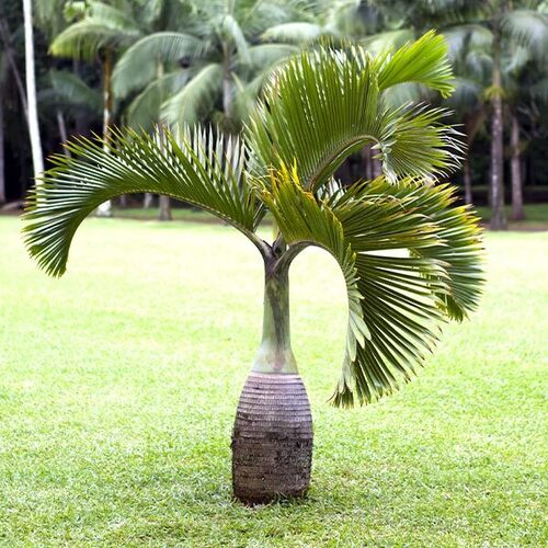 Palm Tree - Breed: .....................................................................................