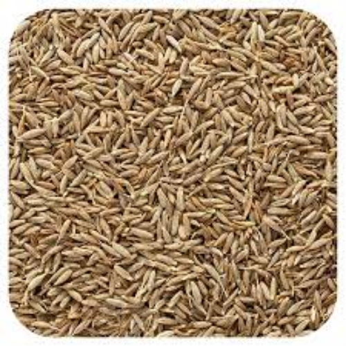 Cumin Seed