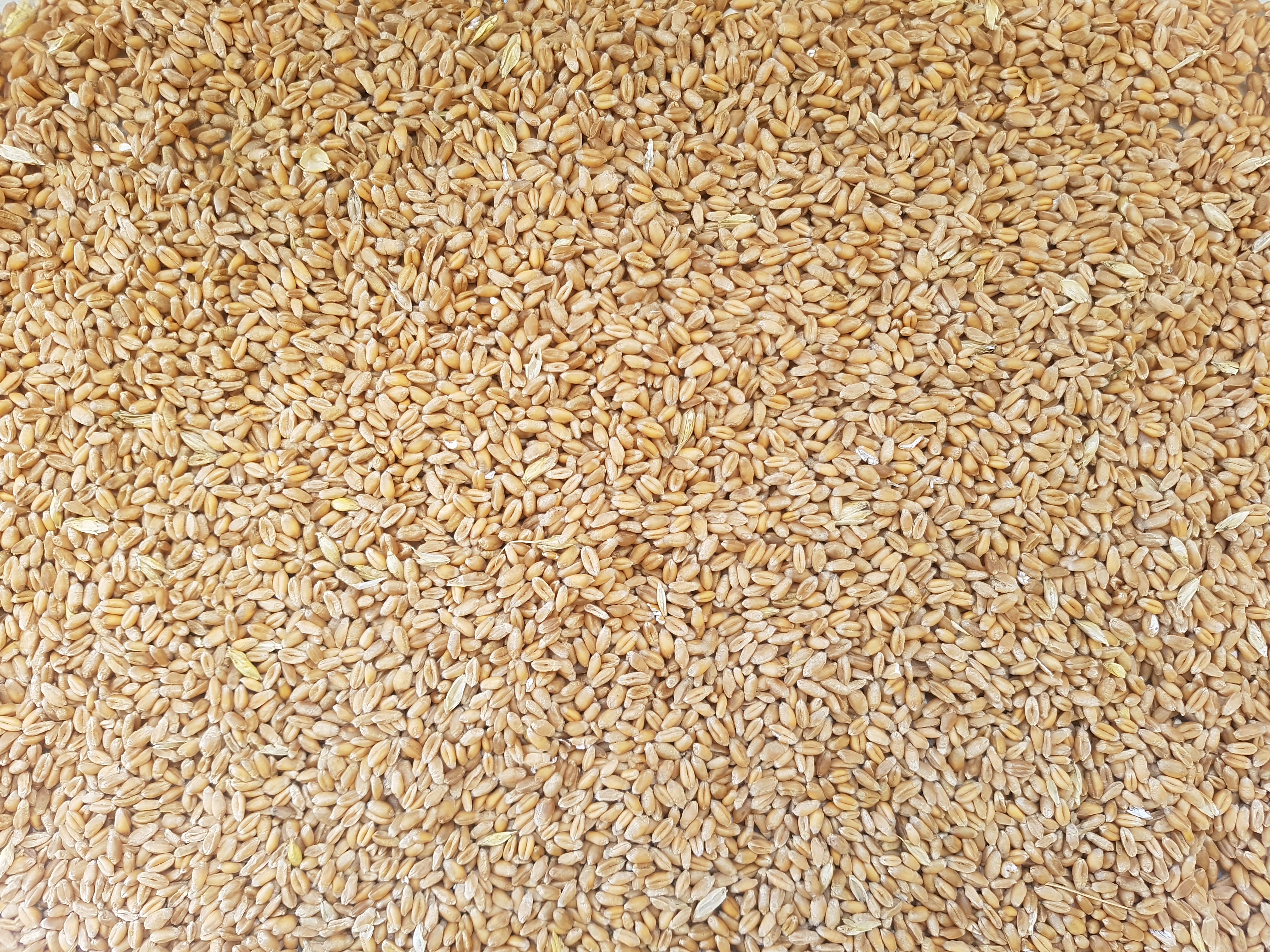 Soft Wheat Grain