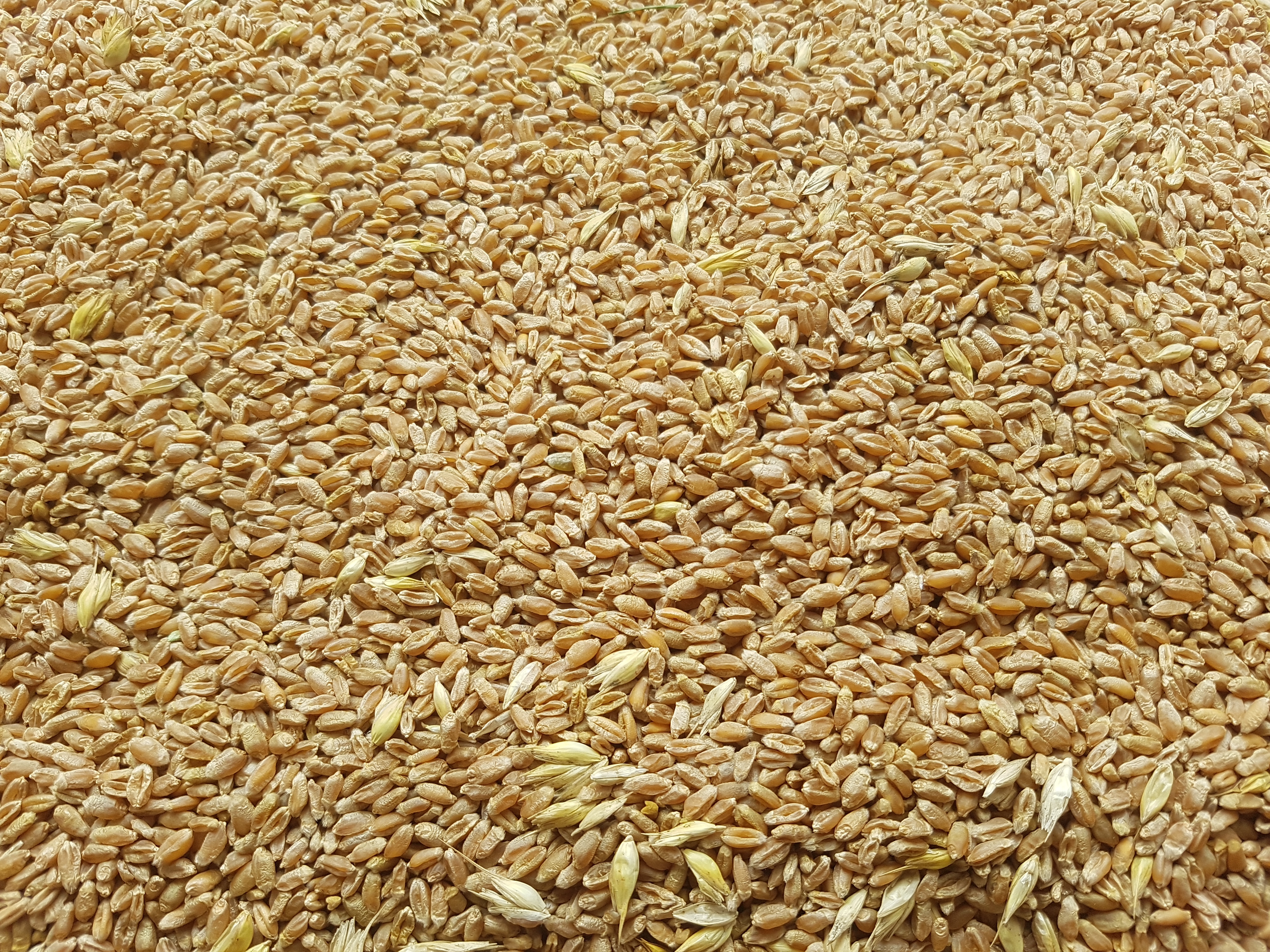 Wheat Forage