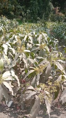 Amrapali Mango Plant
