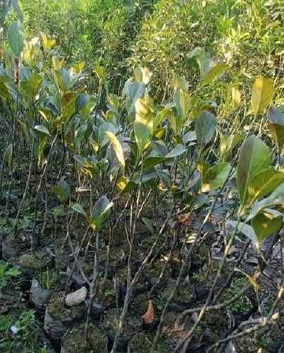 Jack Fruits Grafted Plant