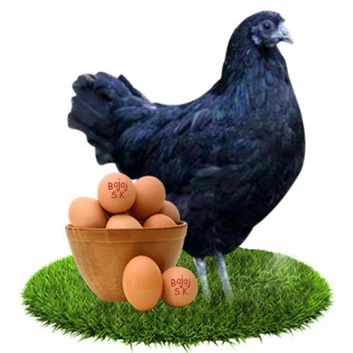 Kadakanath Eggs - Egg Origin: Chicken
