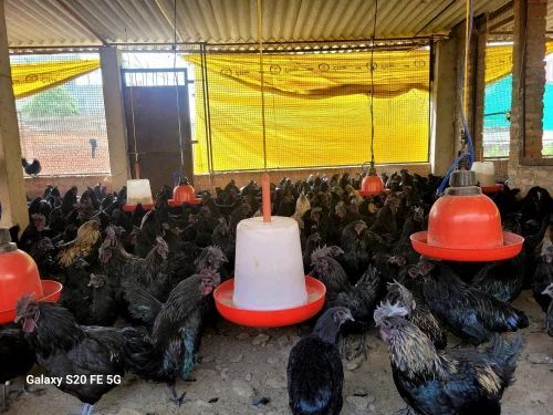 Kadaknath Chicken - Color: Black