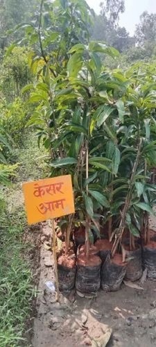 Kesar Mango Tree Plants