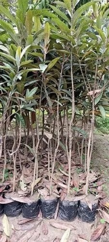 Lorgat Plant Surekha