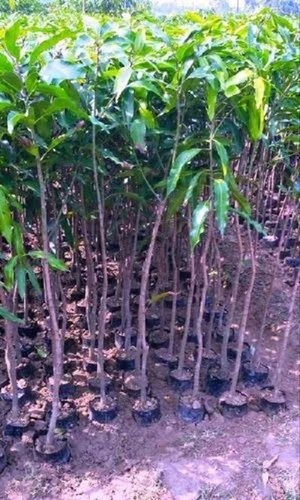 Mallika Mango Plant