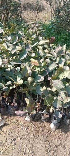 Red Diamond Guava Plant
