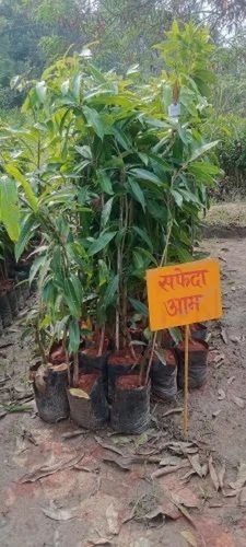 Safeda Mango Plant