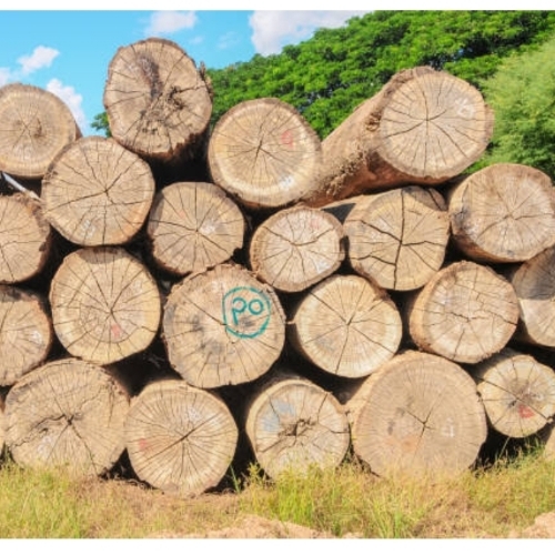 Burma Teak Wood