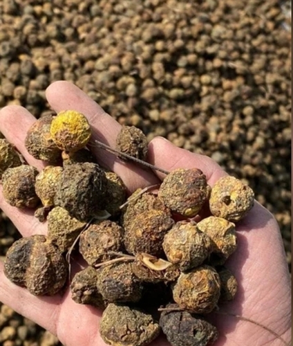 Dry Amla Whole
