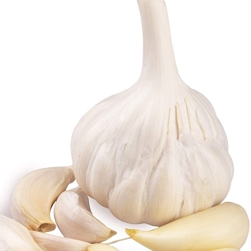 Fresh Garlic