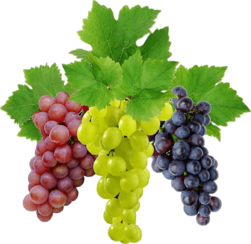 Fresh Grapes