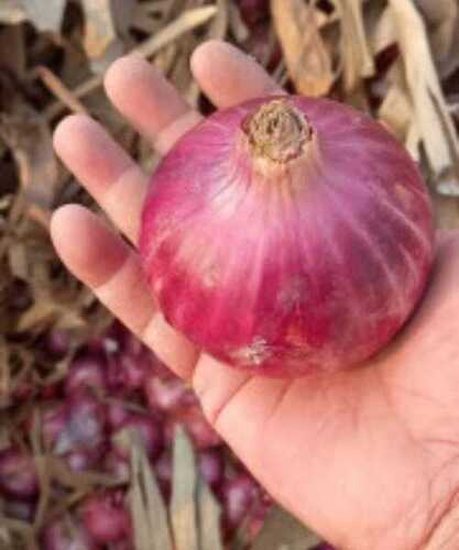 Onion Fresh