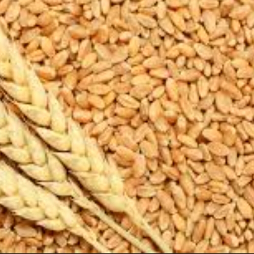 Wheat Grain