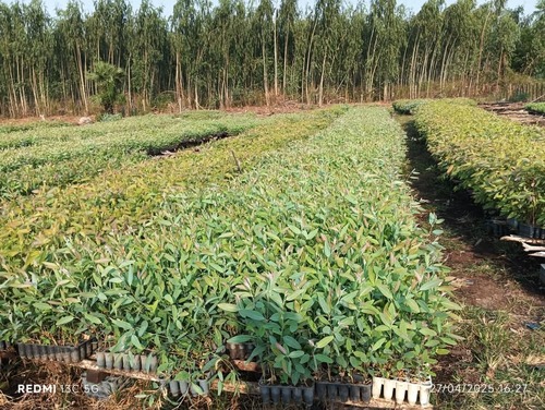 Eucalyptus Plant - Breed: .....................................................................................