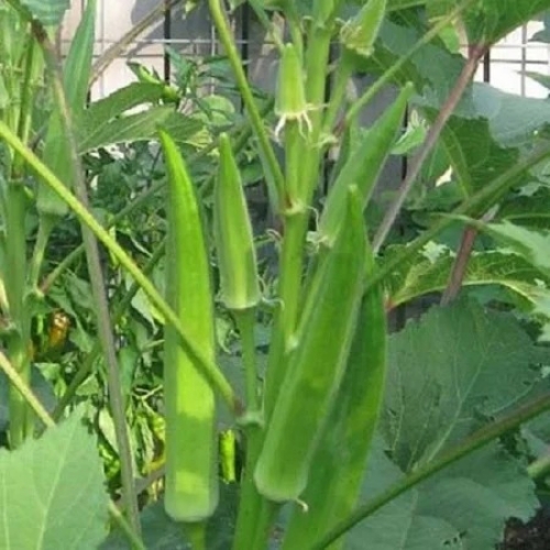 Kofy Lady Finger