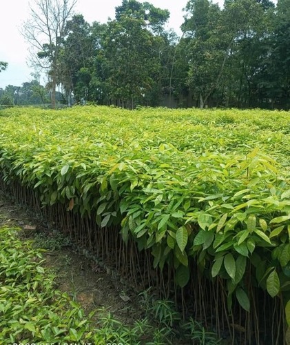 Oak Plant - Breed: .....................................................................................